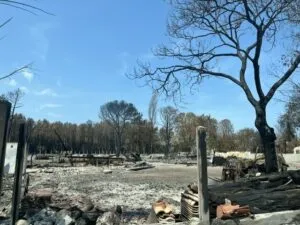 "The Avenue of Desolation": amid the ruins of the Gironde fire